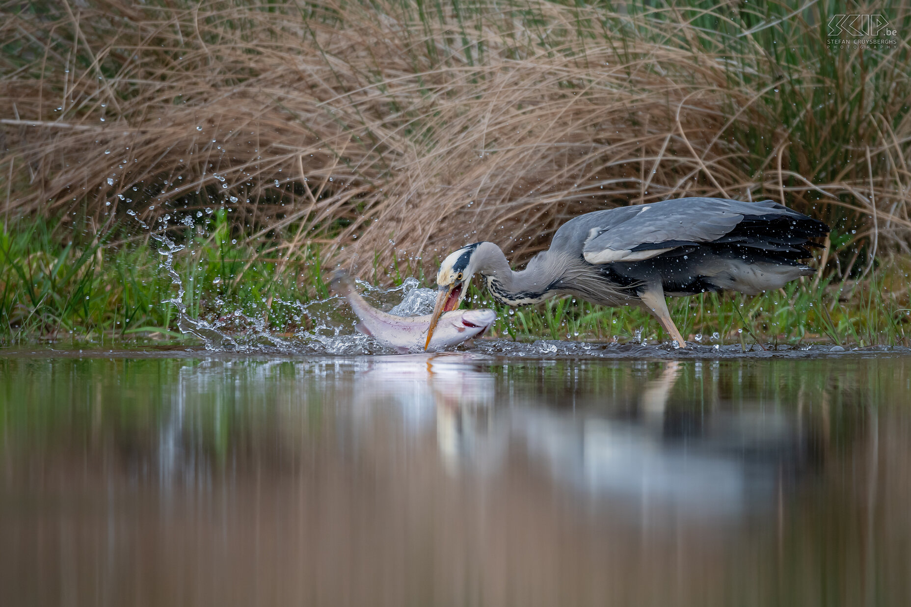 Rothiemurchus - Blauwe reiger Blauwe reiger die een vis vangt in een van de vijvers van het prachtige Rothiemurchus Estate Stefan Cruysberghs